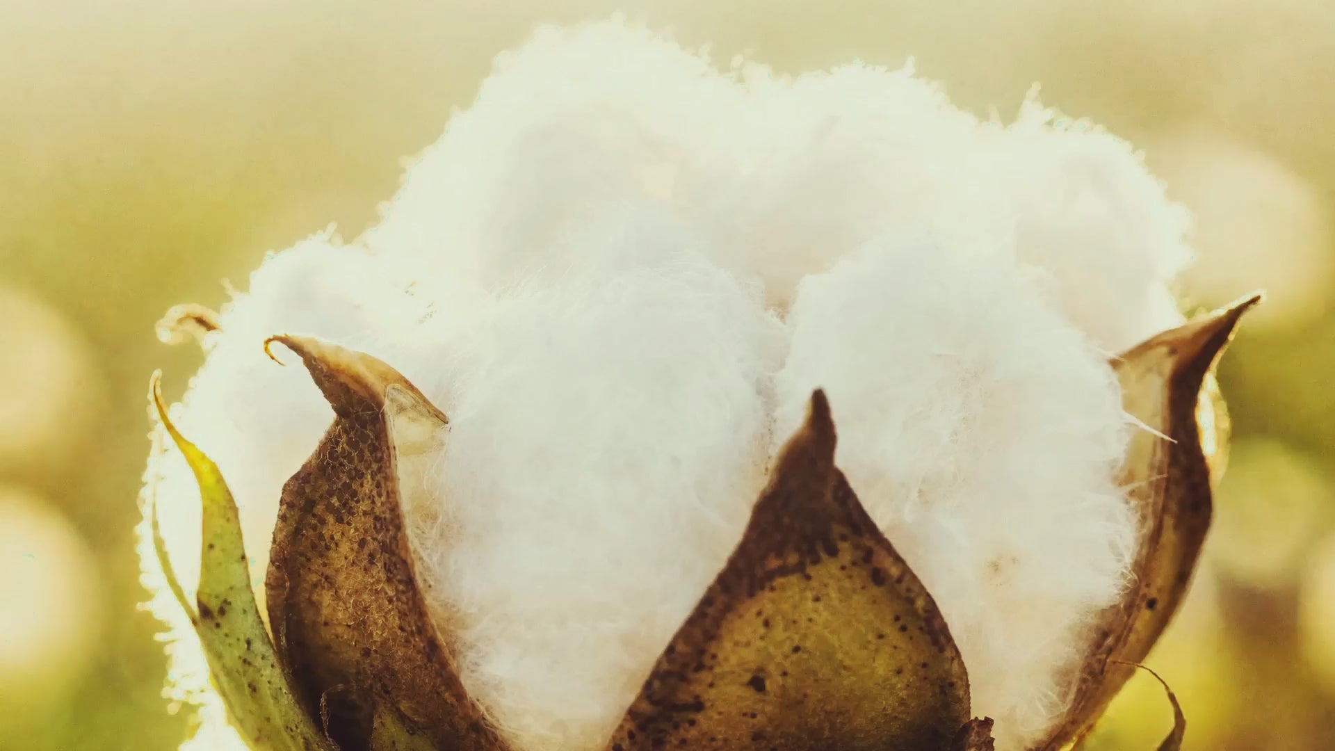 Load video: Born minimal product film